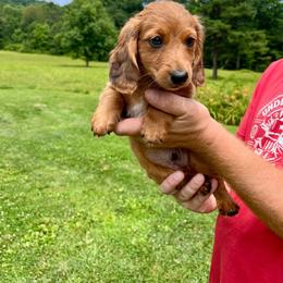 Chip Jr. - Red male Dachshund puppy in Milroy, Pennsylvania from Not Your Average Weiner