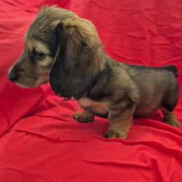 Annie AKC Shaded Red - Red female Dachshund puppy in Los Angeles, California from Sterling Dachshunds