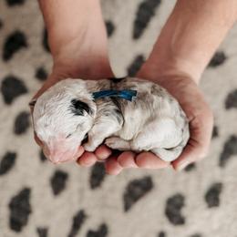 Joey. - Blue merle and white male Sheepadoodle puppy in Wabash, Indiana from DOODCompany