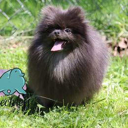 Amari - Blue and tan female Pomeranian puppy in Perry County, Ohio from Speechless Pom’s