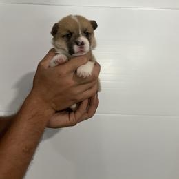 Gina - Red female Pembroke Welsh Corgi puppy in Morgantown, Pennsylvania from GoldStar Corgis (License Number 18519)