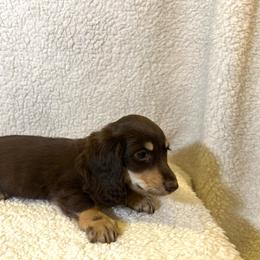 Enzo - Chocolate and cream male Dachshund puppy in Stilwell, Oklahoma from Mountain Top Dachshunds