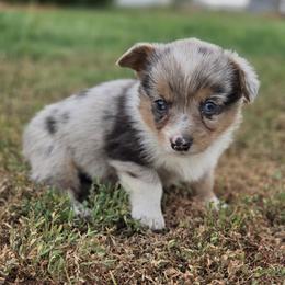 Male 1 - Red merle and white male American Corgi puppy in Portland, North Dakota from Sliding stop corgis
