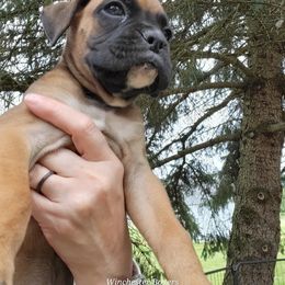 Boxer Puppies from Winchester Boxers