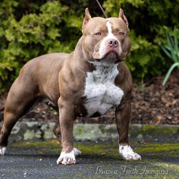 Merica - American Bully