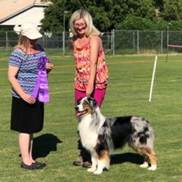 Max - Australian Shepherd