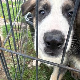 Green collar male - Panda male German Shepherd puppy in Columbiana County, Ohio from Das Müller Hund Haus