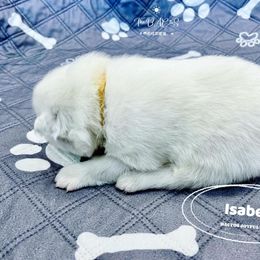 Samoyed Puppies from The Bactos Family