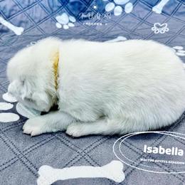 Samoyed Puppies from The Bactos Family