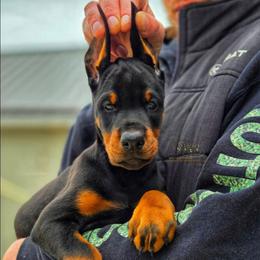 Girl 2 - Black and rust female Doberman Pinscher puppy in China Township, Michigan from Snell's Superior Kennel Dobermann & GSP