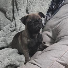 Grace - Silver female Pug puppy in Olin, North Carolina from Piggy Pugs