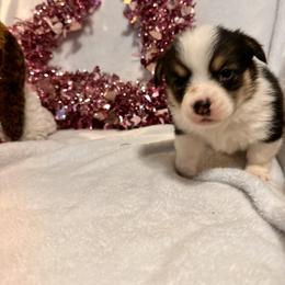 Boy 3 - Black and tan male American Corgi puppy in Payson, Illinois from Creek Farm Corgis