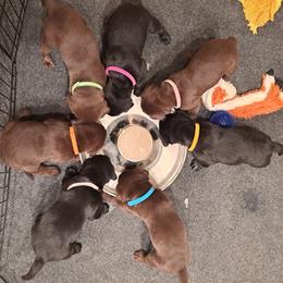 Labrador Retriever Puppies from Inna's Labrador Retrievers