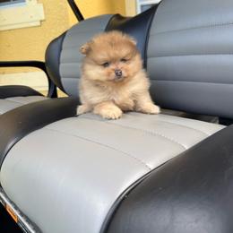 Teddy - Beaver male Pomeranian puppy in Bonita Springs, Florida from 🤎 Dreaming Puppies 🐶