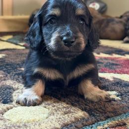 Black and cream girl - Black and cream female Dachshund puppy in Defuniak Springs, Florida from Anastasia Knight's Cocker Spaniels
