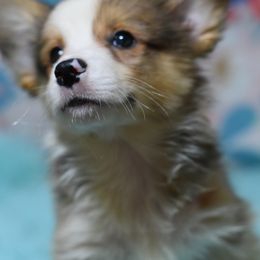 American Corgi, Cane Corso, Pembroke Welsh Corgi, and Rhodesian Ridgeback Puppies from Diamondcrest Inc