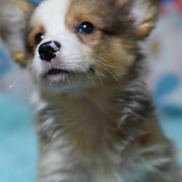 American Corgi, Cane Corso, Pembroke Welsh Corgi, and Rhodesian Ridgeback Puppies from Diamondcrest Inc