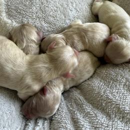 Maltipoo puppies from Doodle Pups Fur-Ever