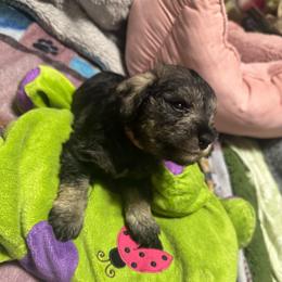 Remy (pink collar) - Liver female Miniature Schnauzer puppy in Chicago, Illinois from Cuddly Cutts Pets
