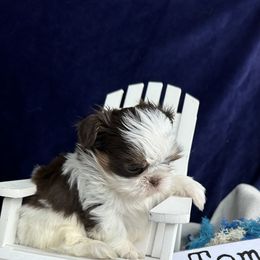 Shih Tzu Puppies from LaDawn’s Little Lions