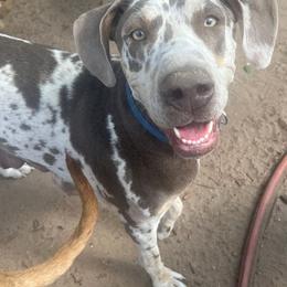 Jezzie - Great Dane