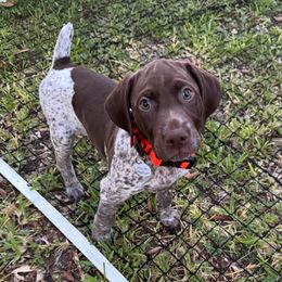 German Shorthaired Pointer Puppies from Tipsy Rabbit GSP TopDog Kennel