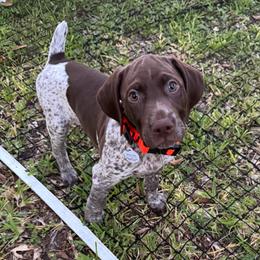 German Shorthaired Pointer Puppies from Tipsy Rabbit GSP TopDog Kennel