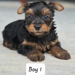 Yorkie Boy1 - Black and tan male Yorkshire Terrier puppy in Summerville, South Carolina from Our Yorkie and Morkie Puppies of Summerville, South Carolina.