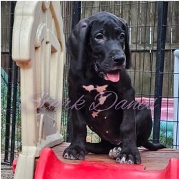Fringila - Black and white Great Dane puppy in Spring, Texas from Stark Danes