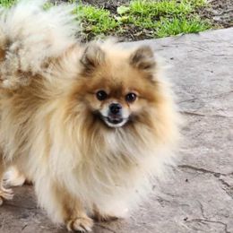 Pumpkin - Pomeranian