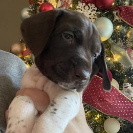 Reba - Teal Collar - White and liver female German Shorthaired Pointer puppy in Conroe, Texas from Tipsy Rabbit GSP TopDog Kennel