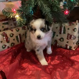 Miniature Australian Shepherd Puppies from Kehlani Falls Mini Aussie’s