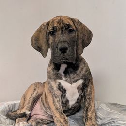 Enid - Brindle female Great Dane puppy in Bay City, Michigan from Monarch Danes
