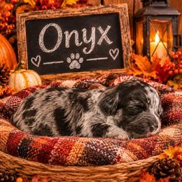 Onyx - Merle male Cockapoo puppy in Lebanon, Kentucky from Mosaic Merle Doodles