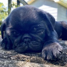 Pugs from Luv-A-Pug
