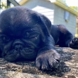 Pugs from Luv-A-Pug