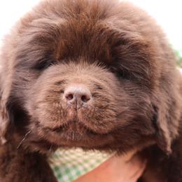 Thumper (Green collar) - Brown male Newfoundland puppy in Kimball Twp, Michigan from Pine River Newfoundlands
