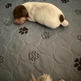 Blade - Piebald male Dachshund puppy in Pittsburg, California from Super Hero Dachshunds