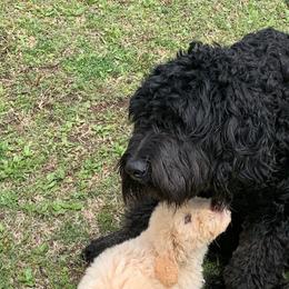 Petey - Goldendoodle