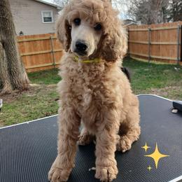 Yellow - Apricot female Poodle puppy in Big Rapids, Michigan from Meeker's Ridge Standard Poodles