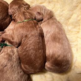 Goldendoodle Puppies from Penny Doodles VA
