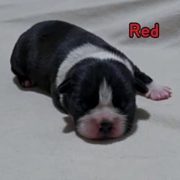 Red - Black and white male Boston Terrier puppy in Clinton Township, Michigan from Greenberg's Boston Terriers & Bullies of Metro Detroit