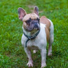 kate - French Bulldog