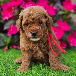Waylon - Apricot male Poodle puppy in Salem, Missouri from Meadowbrook Poodles