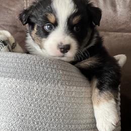 Australian Shepherd Puppies from Kelly Arndt