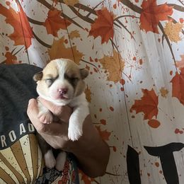 Girl 4 - Red female Pembroke Welsh Corgi puppy in Chino Valley, Arizona from Blecker Kennel