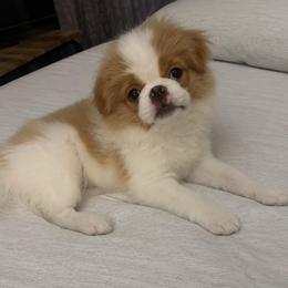 Liter A - Lemon and white male Japanese Chin puppy in Orlando, Florida from Meghan's Japanese Chins