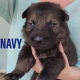 Navy - Sable male German Shepherd puppy in Harwood, Maryland from Reddington Shepherds