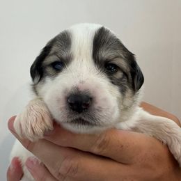 Girl 3 - female Great Pyrenees puppy in Northampton, Pennsylvania from Misty Valley Farm