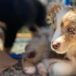 Australian Shepherds from Painted Raven farm